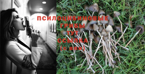 стаф Ельня
